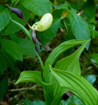 Lady&#039;s Slipper Orchid